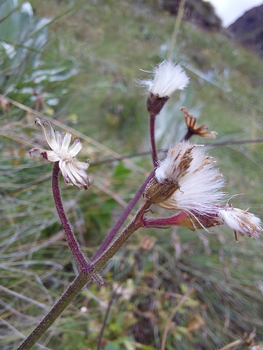 Mantoana Ragwort (Senecio discodregeanus)