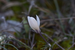 Crocus weldenii
