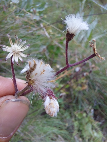 Image of Senecio discodregeanus by (c) Manuel R Popp, some rights reserved (CC BY)