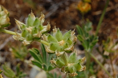 Lupinus microcarpus