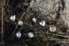 Crocus weldenii