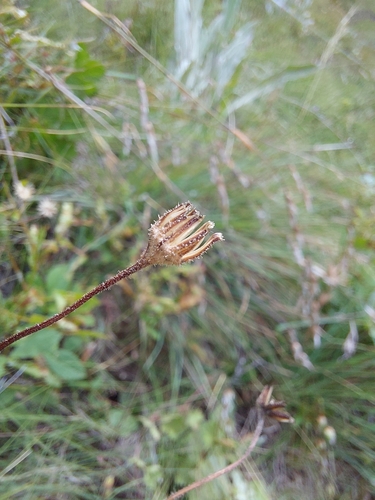 Image of Senecio discodregeanus by (c) Manuel R Popp, some rights reserved (CC BY)