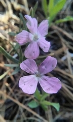 Phlox woodhousei