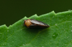 Pachypsylla celtidisgemma