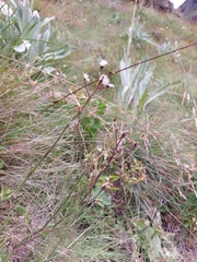 Senecio discodregeanus