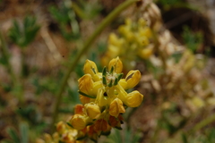 Lupinus microcarpus