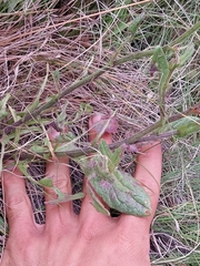 Senecio discodregeanus