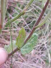 Senecio discodregeanus