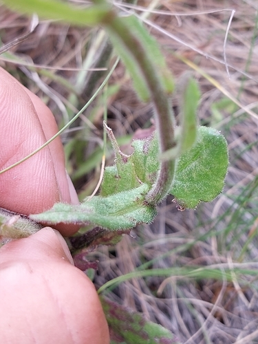 Image of Senecio discodregeanus by (c) Manuel R Popp, some rights reserved (CC BY)