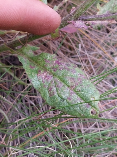 Image of Senecio discodregeanus by (c) Manuel R Popp, some rights reserved (CC BY)