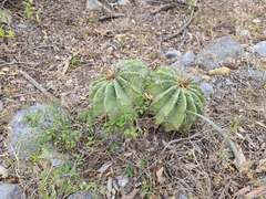 Ferocactus echidne victoriensis