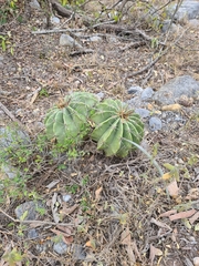 Ferocactus echidne victoriensis