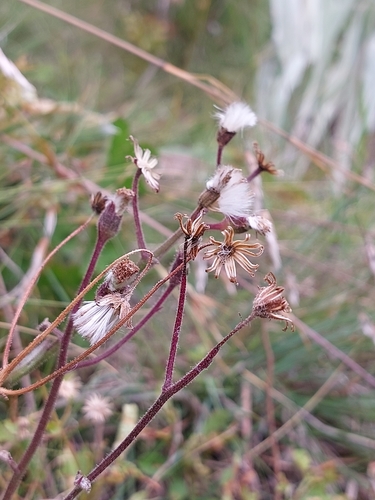 Image of Senecio discodregeanus by (c) Manuel R Popp, some rights reserved (CC BY)