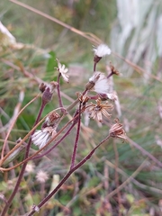 Senecio discodregeanus