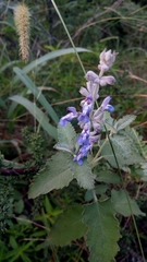 Salvia cuspidata