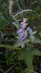 Salvia cuspidata