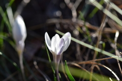 Crocus weldenii