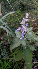 Salvia cuspidata