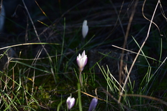 Crocus weldenii