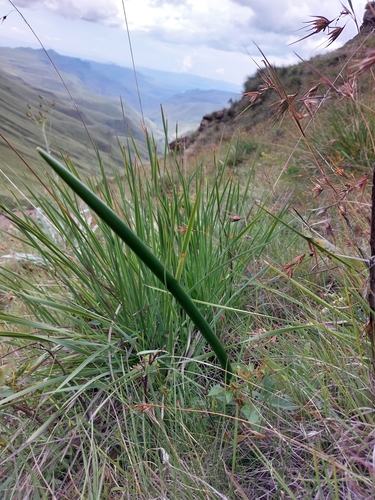 Drimia macrocentra