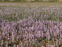 Matthiola longipetala livida