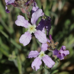 Matthiola longipetala livida