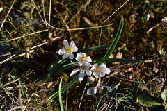 Colchicum hungaricum