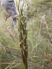 Anthoxanthum ecklonii