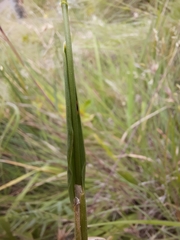 Anthoxanthum ecklonii