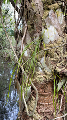 Vittaria lineata image