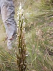 Anthoxanthum ecklonii