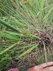 Anthoxanthum ecklonii