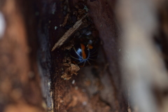 Glomeris pulchra
