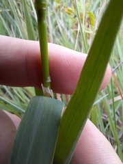 Anthoxanthum ecklonii