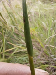 Anthoxanthum ecklonii