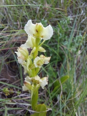 Pterygodium hastatum