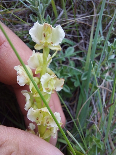 Image of Pterygodium hastatum by (c) Manuel R Popp, some rights reserved (CC BY)