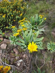 Euryops evansii