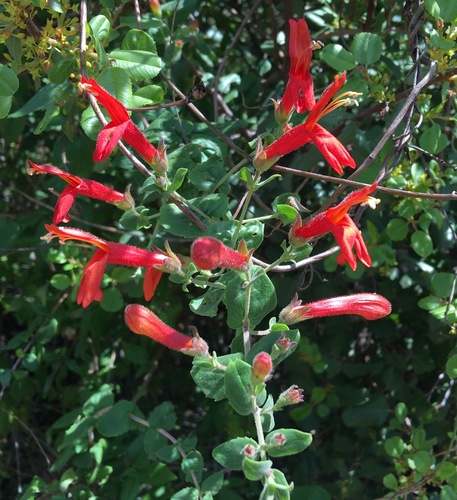 iNaturalist observation photo of heartleaf keckiella