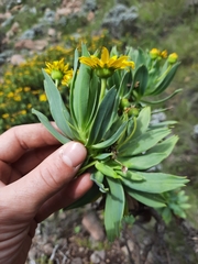 Euryops evansii