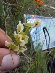 Pterygodium hastatum