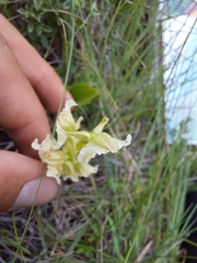 Pterygodium hastatum