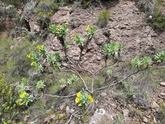 Euryops evansii