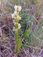 Pterygodium hastatum