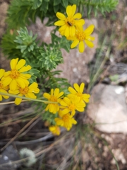 Euryops tysonii