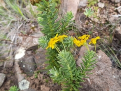 Euryops tysonii