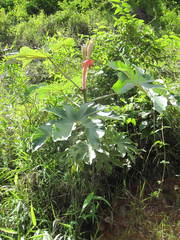 Cecropia strigosa