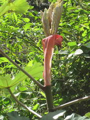 Cecropia strigosa