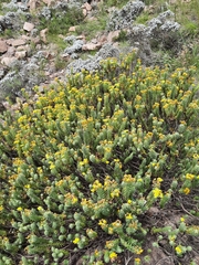 Euryops tysonii