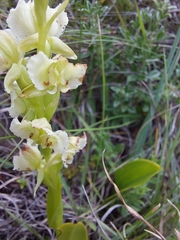 Pterygodium hastatum